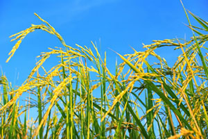 Gerstengras kann auch bei einer veganen Ernährung als Energielieferant eingesetzt werden.