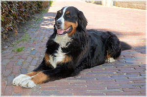 Auch bei Hunden kann Physiotherapie zu einem gesunden Gesamtbild beitragen.