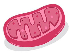 Mitochondrien sind die Kraftwerke der Zellen.